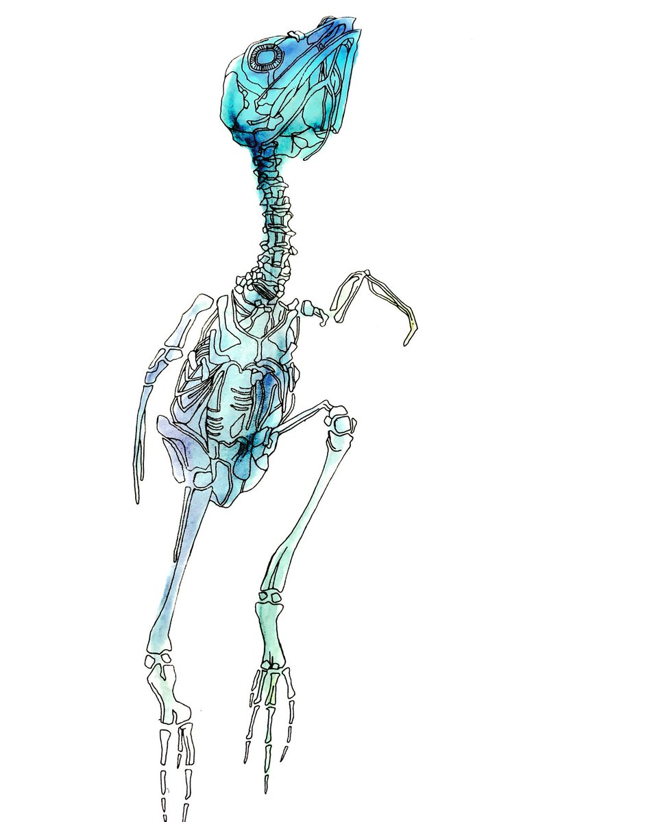 Luumu 鳥の骨 ドローイングペン 水彩 水彩画 イラスト 鳥 Illustrator