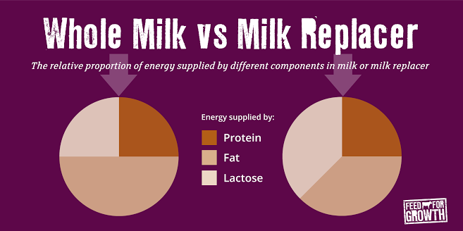 FeedForGrowth's tweet photo. Do you know the difference between whole milk vs milk replacer? #growbettercows @dairy_farmers https://t.co/SbmgmhGAyI