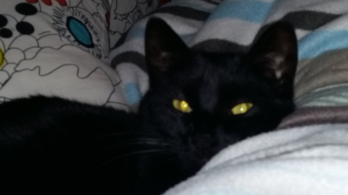 cathyseynhaeve1's tweet photo. Lieve Roy. #internationalcatday https://t.co/xl40IuMVOg