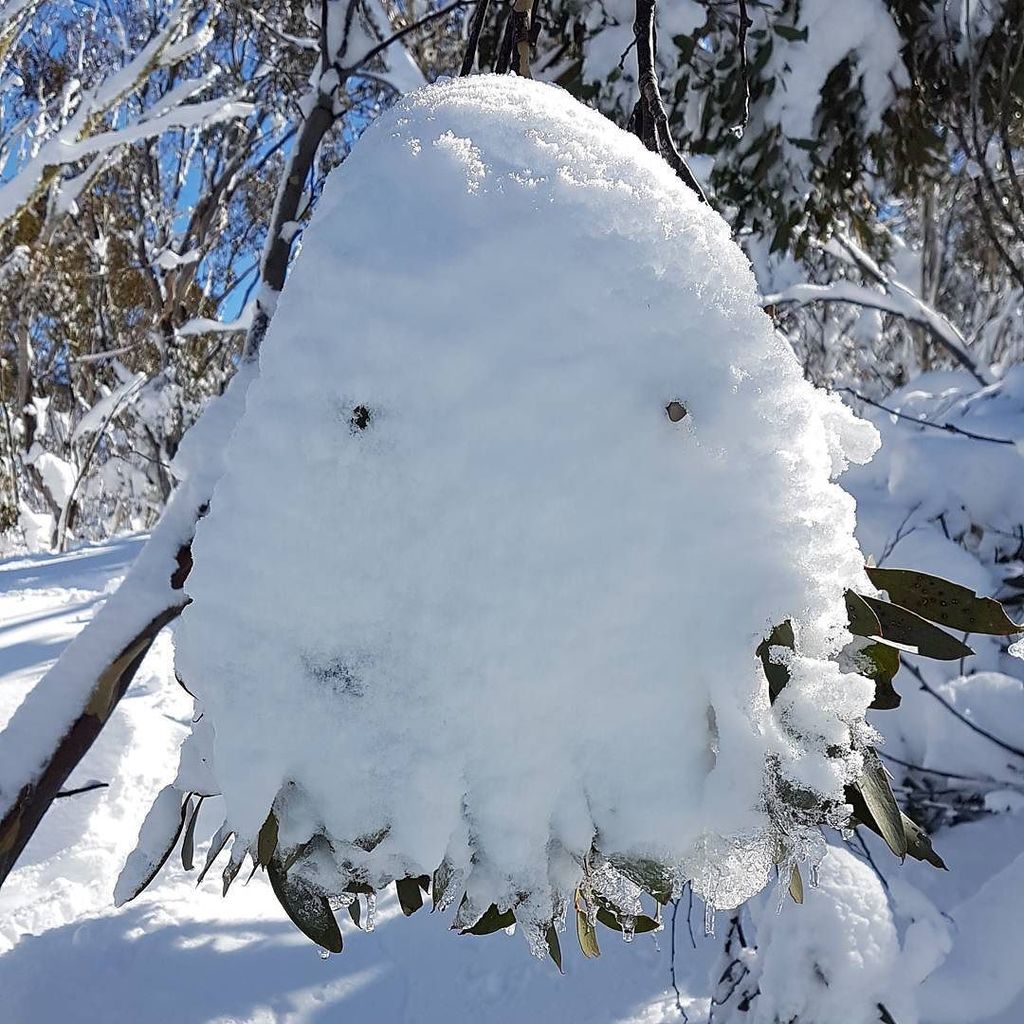 Kylie_Bertuch's tweet photo. I love this guy! #whatshouldicallhim #snowcritter #christmashill #hotham #snowstorm #auguststorm #snowfriend https://t.co/KWaJXoSJD4 https://t.co/56QcehnRbZ