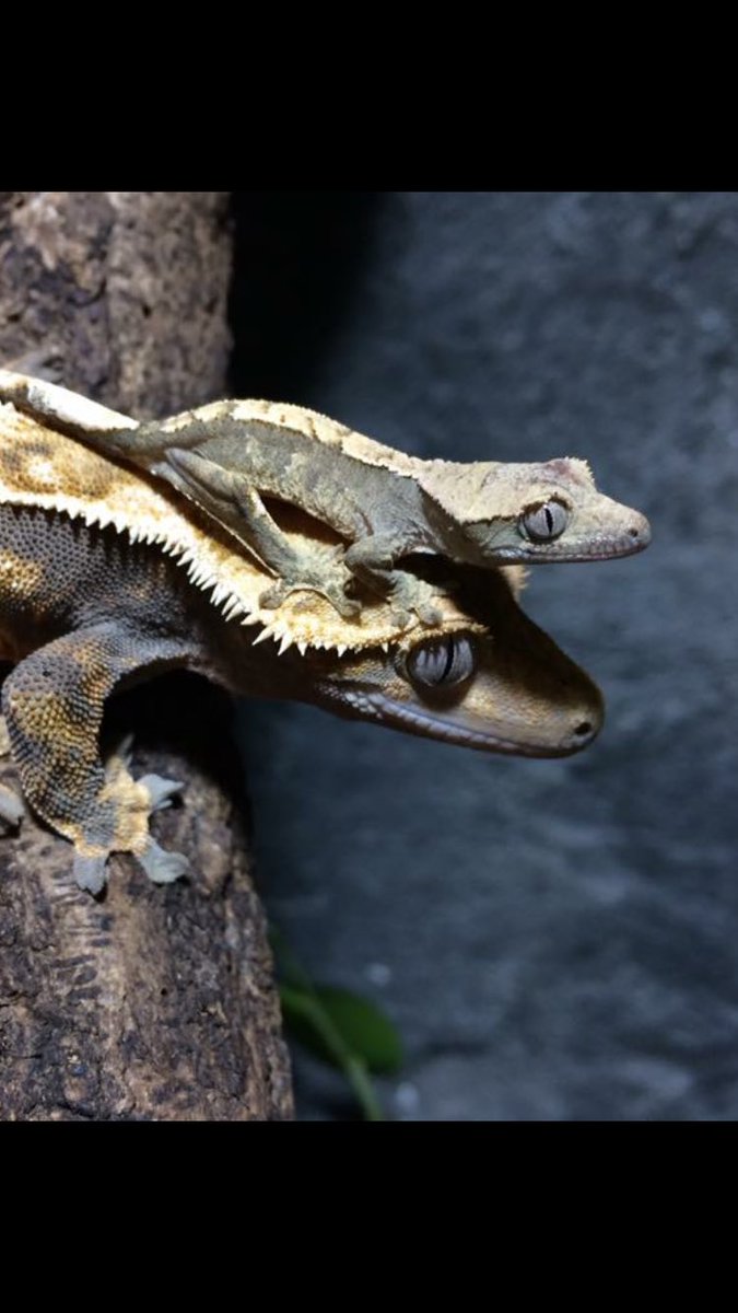 Jonge Wimpergekko geboren !