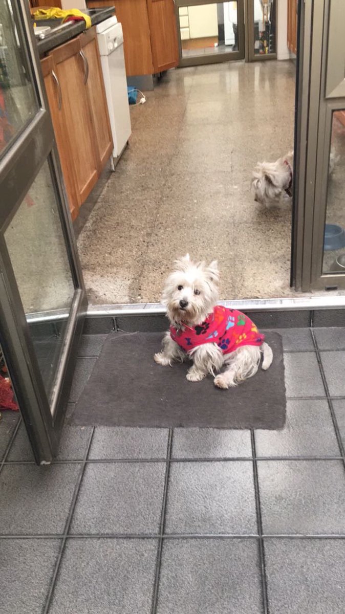 APARECIERON LOS WESTIES ROBADOS EN LA PINTANA!! GRACIAS POR LOS RT!!