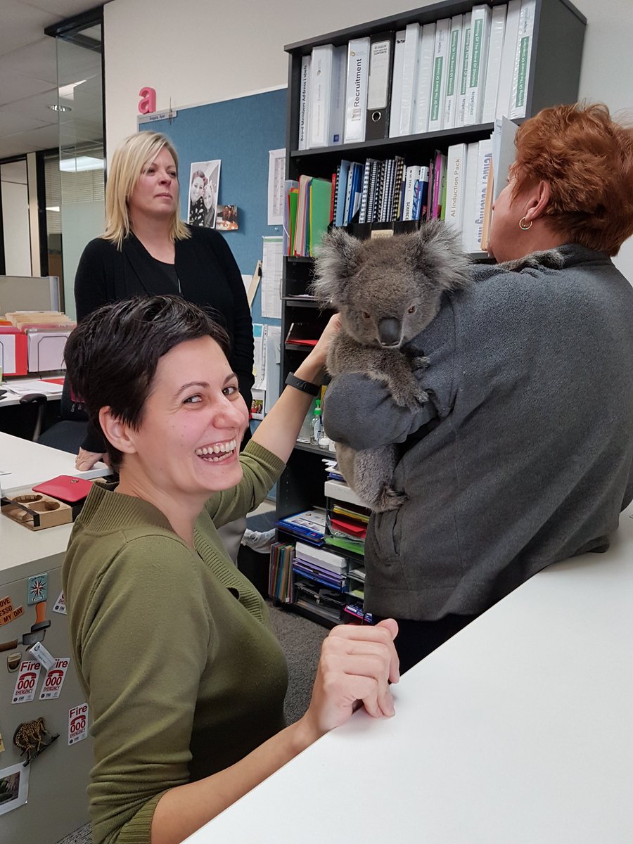 Simona (@simona_ach) on Twitter photo Not just another day <a href="/scopeglobal/">Scope Global</a>, thank you Rae from #adelaide koala hospital #koalarescue #conservation #AnimalWelfare Not just another day <a href="/scopeglobal/">Scope Global</a>, thank you Rae from #adelaide koala hospital #koalarescue #conservation #AnimalWelfare