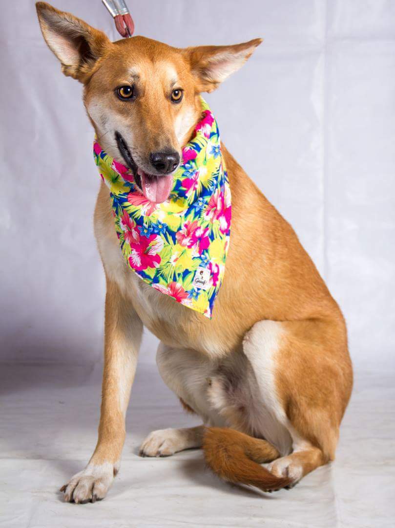 #BuscanHogarGyP ZORRITO  mestizo de tres patitas, igual a un zorrito! Tierno y de buen carácter, mediano. Cata +56952087055 solo whatsapp