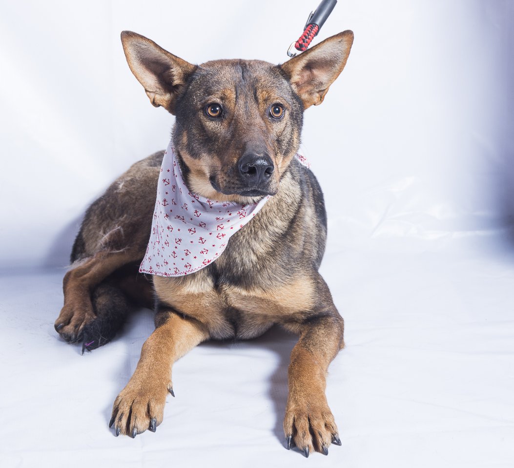 #BuscanHogarGyP TANGANICA, hermosa perrita 5 meses, cariñosa y juguetona, se lleva bien con otros perros y niños Sólo whatsapp 
+56998301681