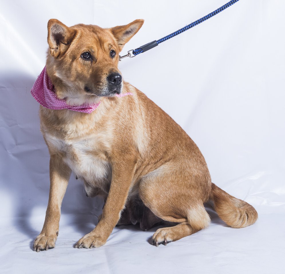 #BuscanHogarGyP Prada mezcla sharpei, mediana-grande amorosa, tierna, inteligente, le gusta acompañar y compartir Solo whatsapp +56986938675