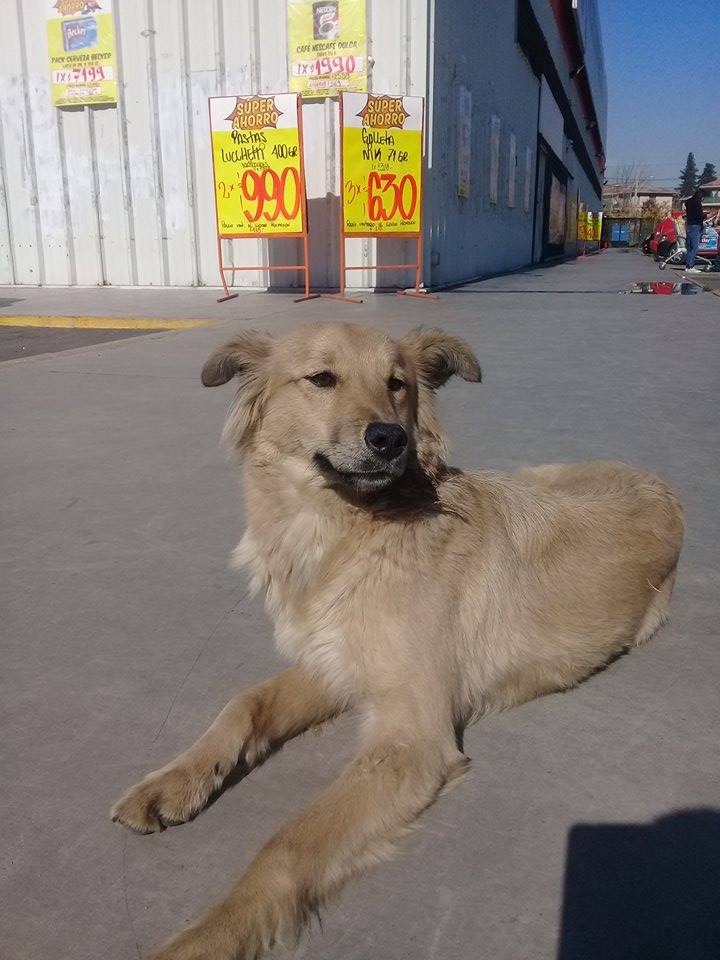 Adopción externa
Alazca. llegó a una empresa donde trabajo. Se encuentra en Puente Alto ¿Quieres adoptarla? llamar a Yadi al:
+56 954441973