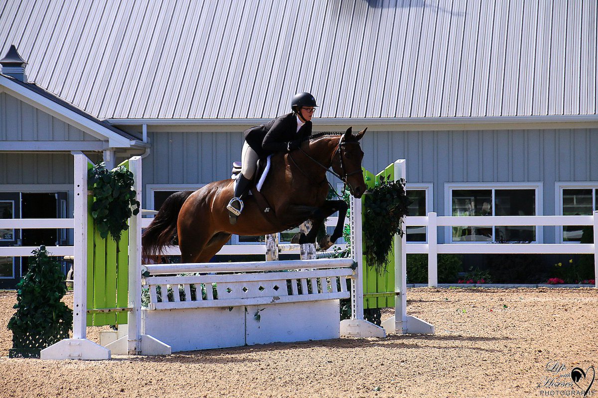 LakeHouseStable's tweet photo. Multiple horses for sale and lease. Hunters and Jumpers. https://t.co/9CcBwjRw6h