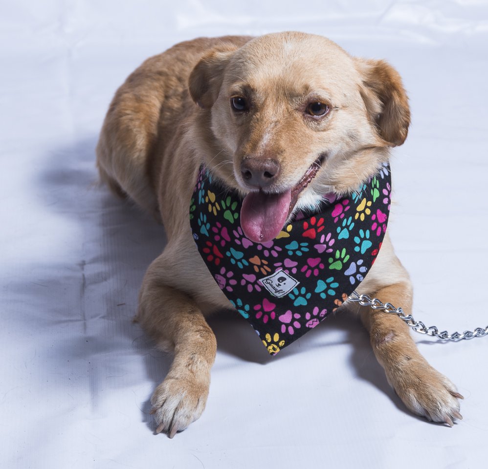 #BuscabHogarGyP Amarilla  perrita mezcla labrador, mediana 1.5 años, dulce, obediente, mansa y tranquila. Diana sólo whatsapp +569 84888186