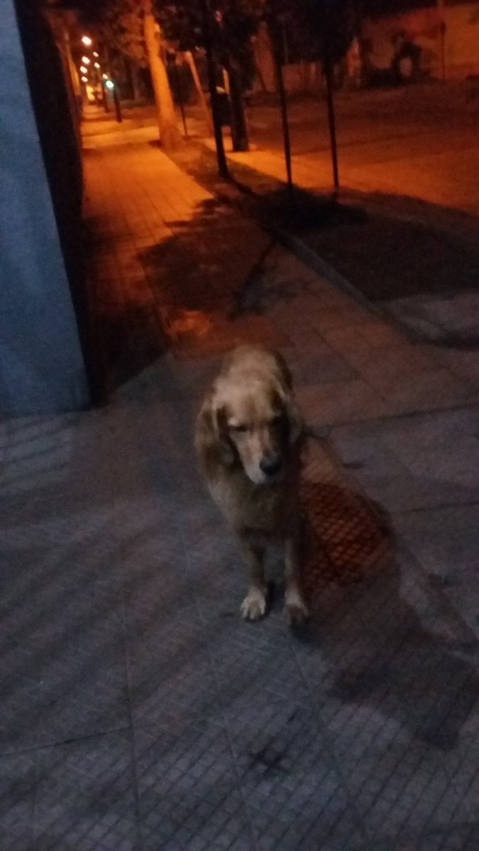 Vagando x #BarrioFranklin se ve perdido <a href="/carolinapinoc/">Caro 🌲 C.</a> <a href="/andrearj05/">Ivonne andrea rivera</a> <a href="/robertojimenezm/">Roberto Jiménez Medina</a> <a href="/NoticieroAnimal/">NOTICIERO ANIMAL ® 🐾</a> <a href="/ValitoStore/">Tienda de Valito ®</a> <a href="/adictoapple/">Señor del caos visual ☭</a> <a href="/oane_83/">VickyHipsterArévalo 🇨🇱</a>