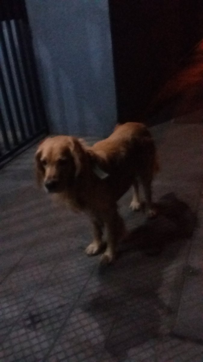 Vagando x #BarrioFranklin se ve perdido <a href="/lostpets_cl/">Lostpets.cl</a> <a href="/MascotasCl/">buscando mascotas</a> <a href="/Animalperdidocl/">Mascotas Perdidas</a> <a href="/busca_tuperro/">Busca tu perro</a> <a href="/bartorell/">#SoyBartorell</a> <a href="/patrmarsh/">𑁍ᑭᗩT ♀️🟣</a> <a href="/Chilena9772/">Sita Marce</a> <a href="/pewos/">ℙ𝕖𝕨𝕠𝕤 ℍ𝕚𝕡𝕤𝕥𝕖𝕣𝕤</a>
