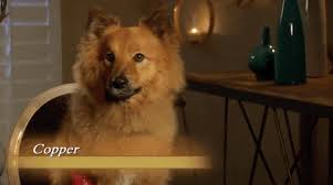 kelleymcgrathx's tweet photo. COPPER DESERVED BETTER  #TheBacheloretteFinale https://t.co/QuWIloLtW2