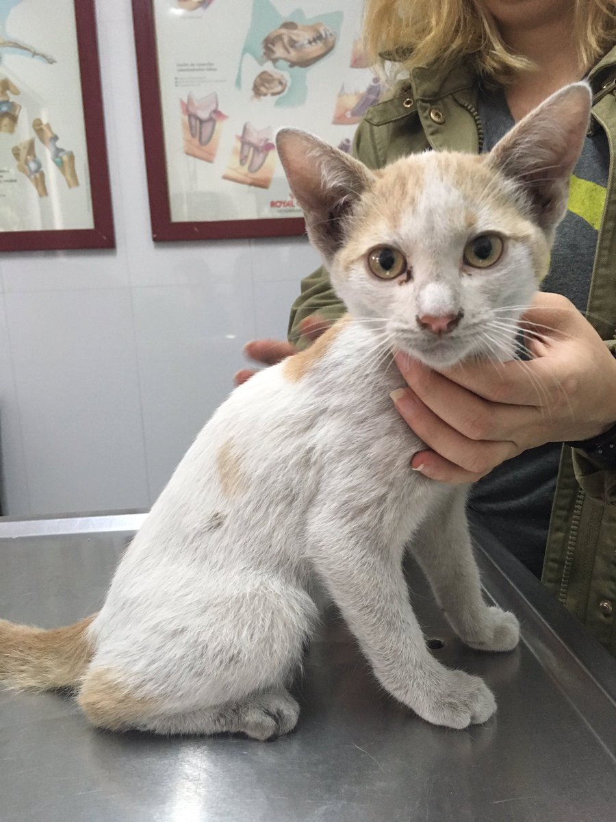 Buenas noches amigos. Los molesto esta vez para pedirles su ayuda. Aquí abajo está la explicación. Ojalá podamos salvar a "Ágata"😿. 🙏🏼🙏🏼🙏🏼