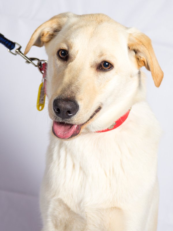F_GarrasyPatas's tweet photo. #BuscanHogarGyP Cujo mezcla labrador blanco, mediano, 9 meses, mediano, uguetón, cariñoso y alegre. Diana sólo whattsapp +569 84888186 🐶😘 https://t.co/b3gNHIZK1L