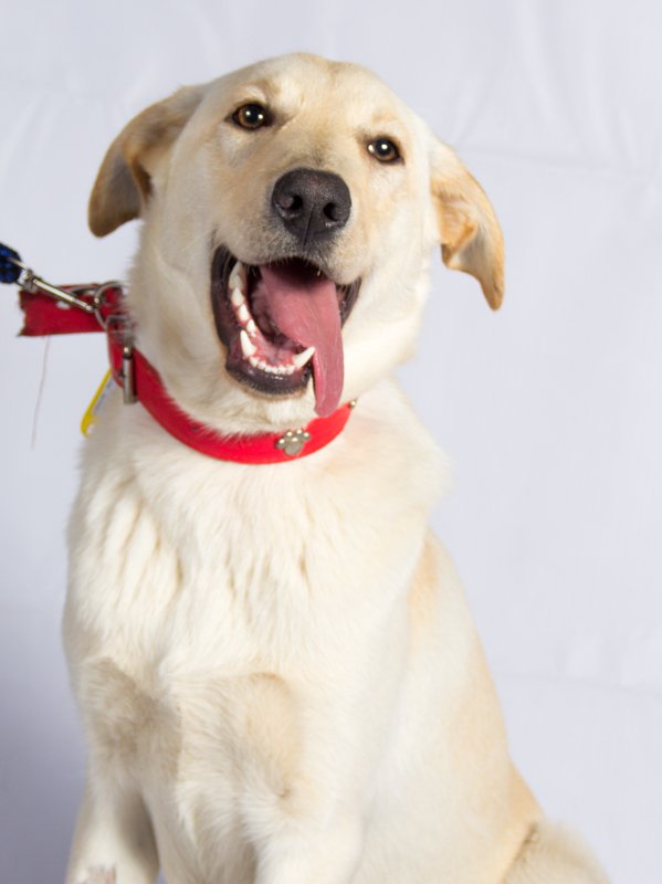F_GarrasyPatas's tweet photo. #BuscanHogarGyP Cujo mezcla labrador blanco, mediano, 9 meses, mediano, uguetón, cariñoso y alegre. Diana sólo whattsapp +569 84888186 🐶😘 https://t.co/b3gNHIZK1L