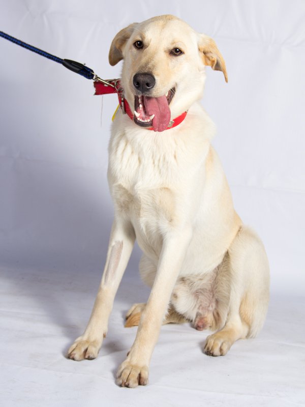 #BuscanHogarGyP Cujo mezcla labrador blanco, mediano, 9 meses, mediano, uguetón, cariñoso y alegre. Diana sólo whattsapp +569 84888186 🐶😘