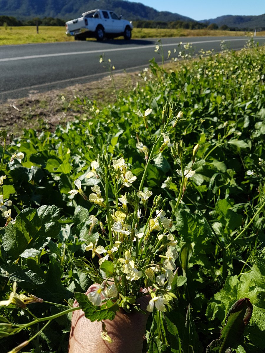 wildforageoz's tweet photo. Two more weeks and I'll be back to #forage these #wildedible #radish pods @wildforageoz #wildforageaustralia #sunshinecoastwildfood https://t.co/gA3VZnLefI