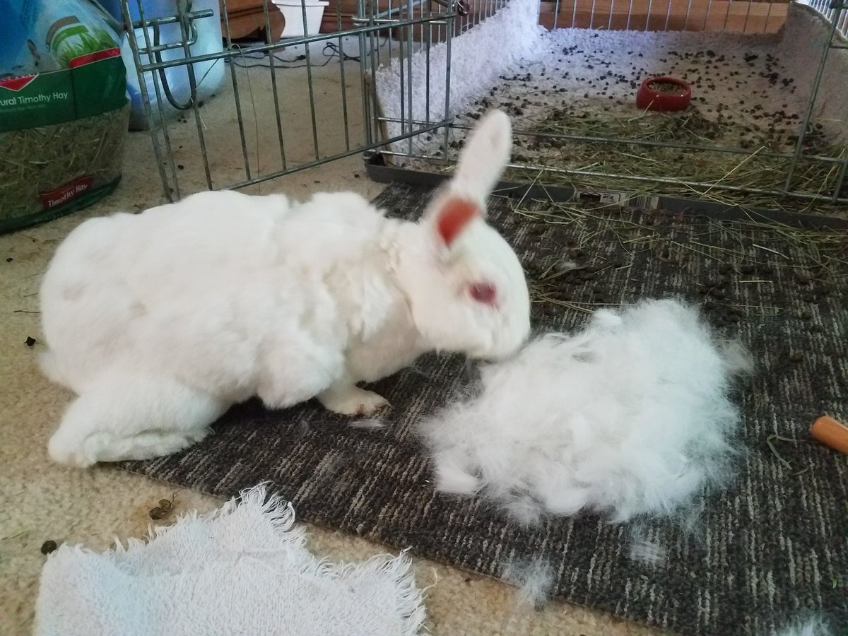 Thatssorago's tweet photo. @Ehmee My shedding bunny looks particularly dumb this week. Good for drawing? https://t.co/QAghpD5285