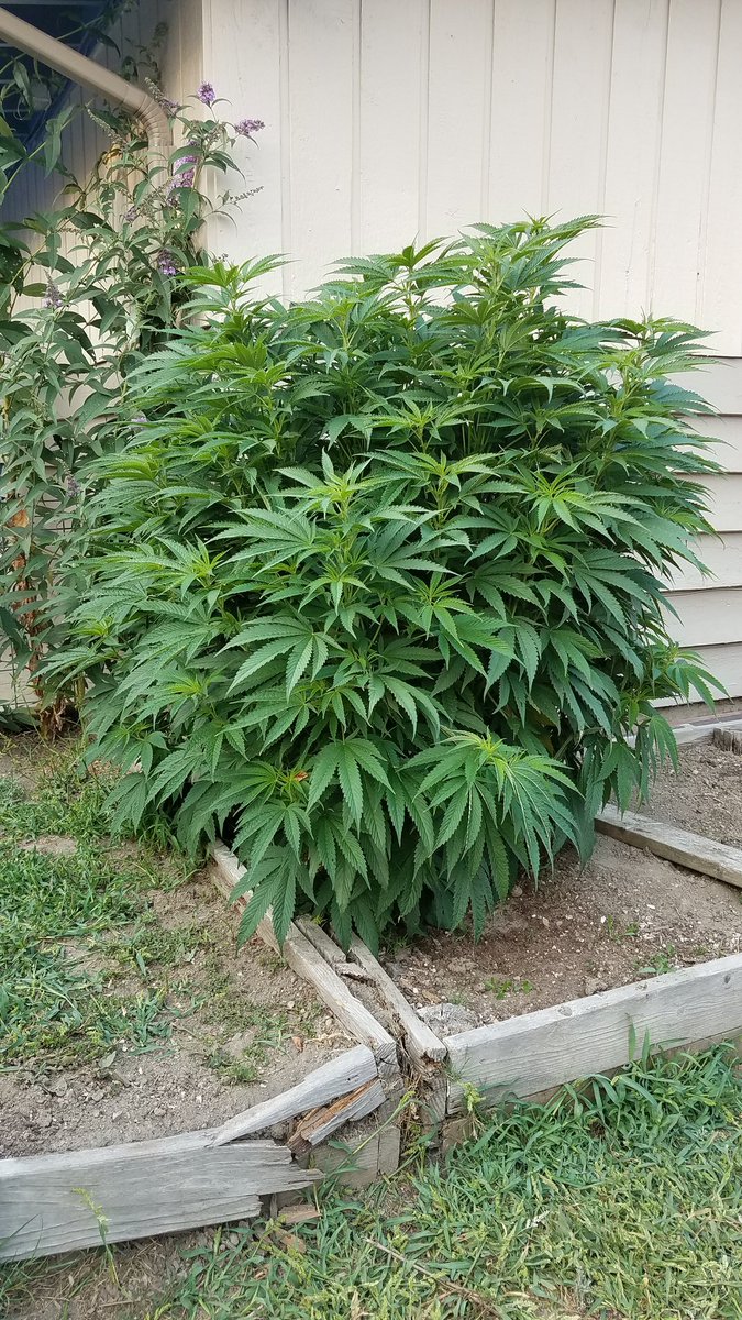 206sawadap's tweet photo. #moneydoesgrowontrees#friedcatfish https://t.co/cUGRFjGZbK