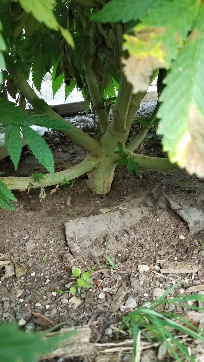 206sawadap's tweet photo. #moneydoesgrowontrees#friedcatfish https://t.co/cUGRFjGZbK
