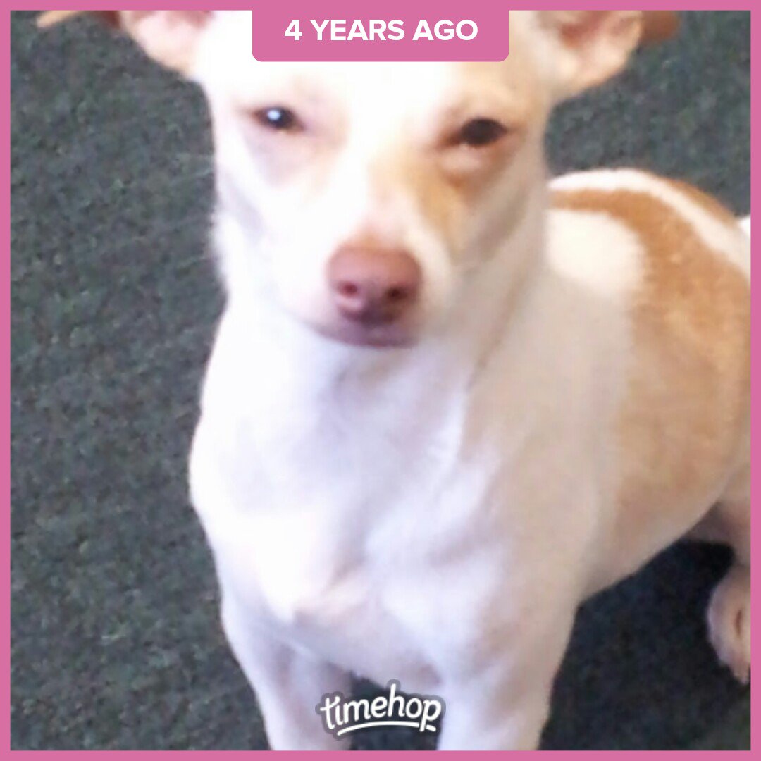 AutumnBaby78's tweet photo. With just a look Coco could say a thousand things 😉 #CocoIsLoco #Cocolicious #MeanCoco https://t.co/vKOGbk1sZo