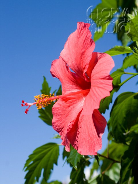 上ハイビスカス 壁紙 最高の花の画像