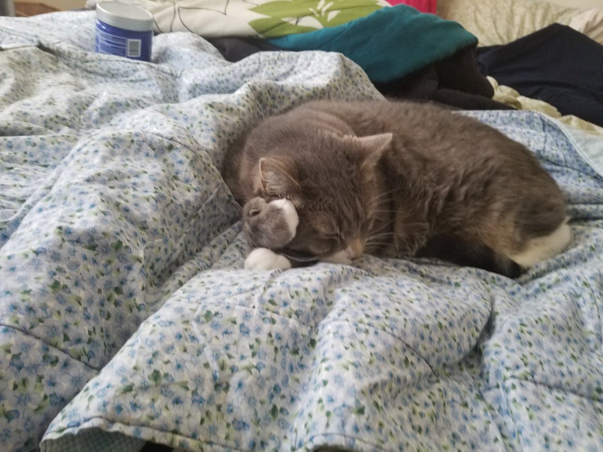 AndroKat7's tweet photo. Sweet big boy dreaming. #bigshotandlittleshot #shotoftheday #caturday #furbabies https://t.co/bh6hD63PZu