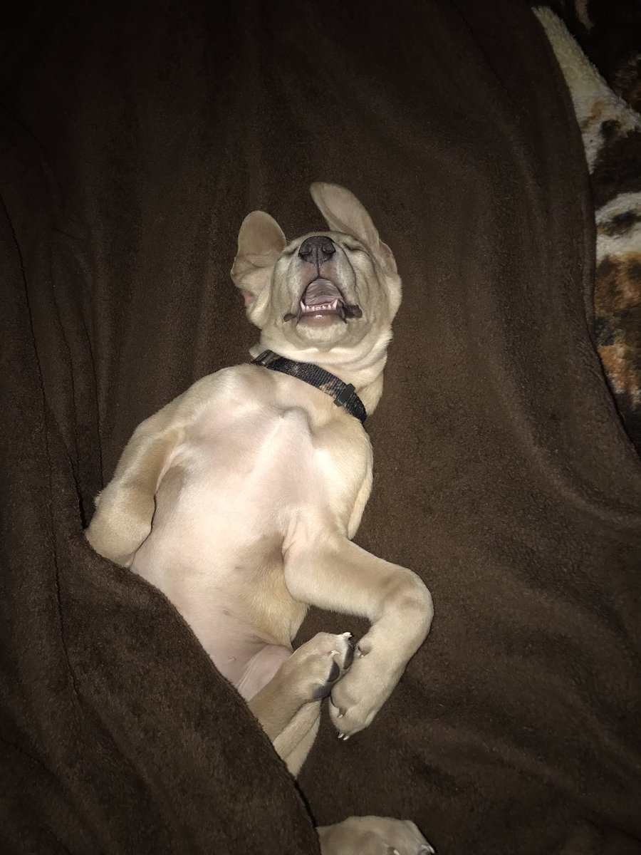 isaiah_stetson's tweet photo. This dog, let me tell ya https://t.co/DysDczyeh9