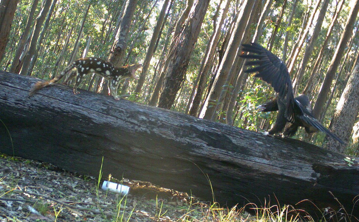 Sorry #quoll lovers, the wedge-tailed #eagle won this round...
#cameratrapping #wildoz #NENSW