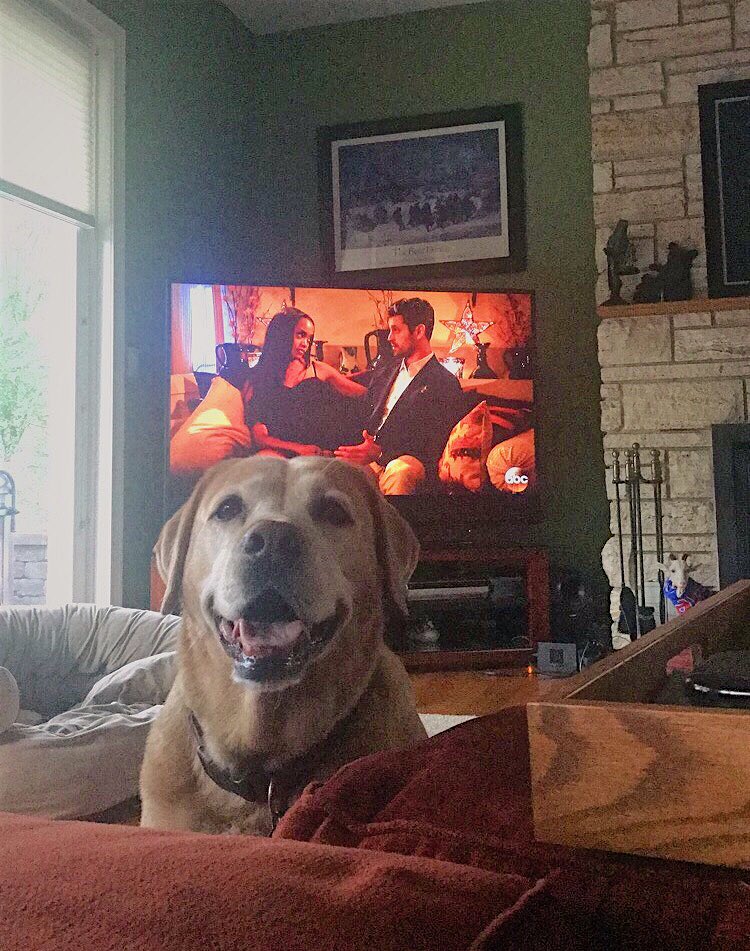 sarahndipity_15's tweet photo. Ok but how can you pay attention to @BacheloretteABC with this face staring at you π #TeamDog #stillTeamPeter https://t.co/n9K5m8Taxe