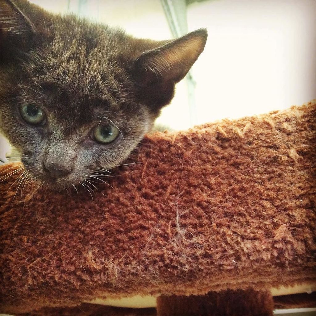 BathCDH's tweet photo. Amaretto checking me out - the kitten cattery is busy as usual. #adoptdontshop #internationalcatday #kittensofinst… https://t.co/LPQGkl0jTh https://t.co/kwUM2mi5LV