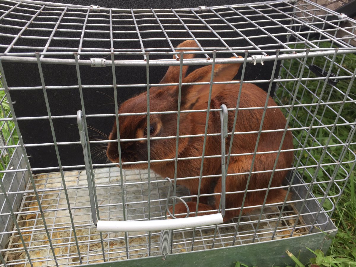 AmyWadas's tweet photo. I had a blast taking part in the first ever #ButlerFarmShow Celebrity Rabbit Hopping Contest on Monday! We placed third!!! https://t.co/YAnPm9oubj