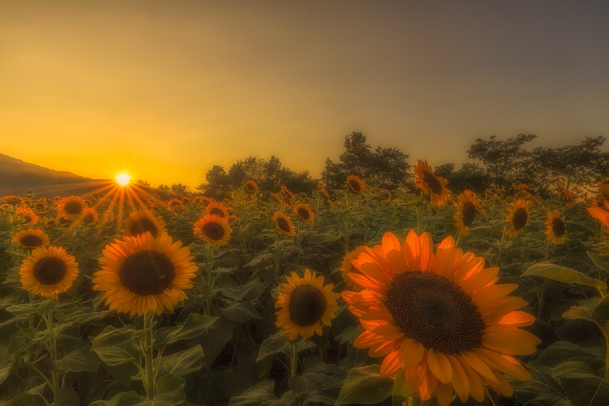 Koki Ueda 新潟市西蒲区 上堰潟公園のひまわり畑 の夕景 向日葵と夕日最高 ファインダー越しの私の世界 写真好きな人と繋がりたい 美しき新潟の風景 Sunsetdelic Koki Ueda 新潟市西蒲区 上堰潟公園のひまわり畑 の夕景 向日葵と夕日最高 ファインダー越しの私の世界 写真好きな人と繋がりたい 美しき新潟の風景 Sunsetdelic