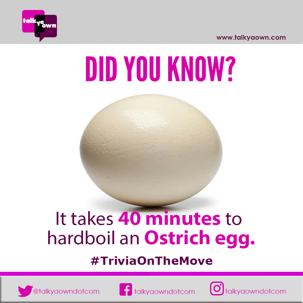 talkyaowndotcom's tweet photo. It may take more than forty hours to see an Ostrich, but less than forty seconds to start writing your story.#InternationalGirl #writers https://t.co/RzSJw2vaPQ