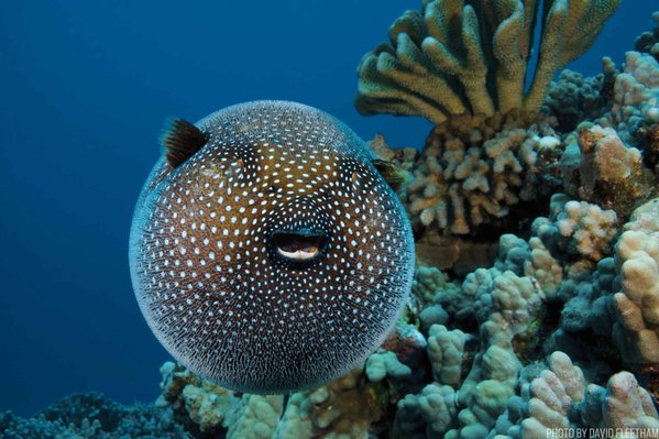sportdiver's tweet image. Learn what makes the pufferfish unique. sportdiver.us/wSq0r7 #funfishfacts
