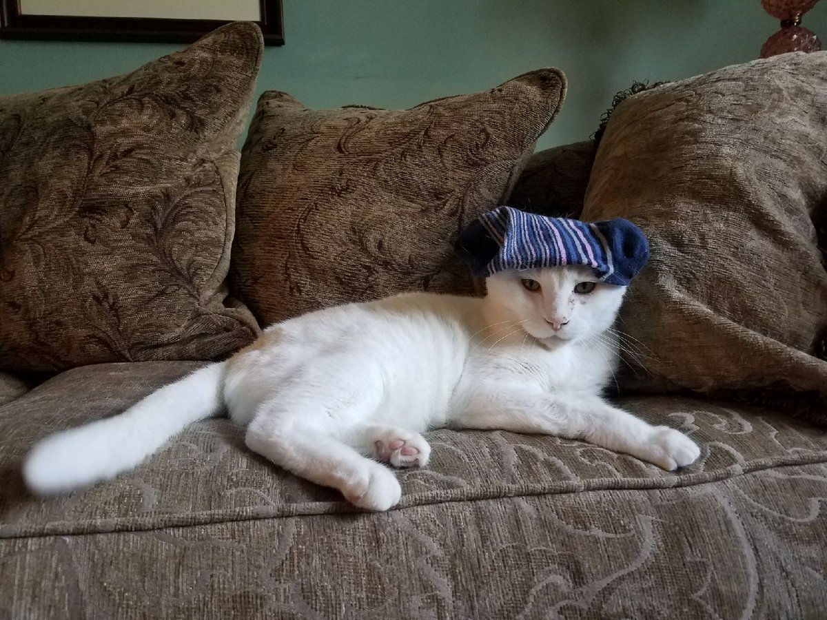 IvoryLacina's tweet photo. @TheGCBand Lolo is a very patient cat. https://t.co/ysINRVS2qT