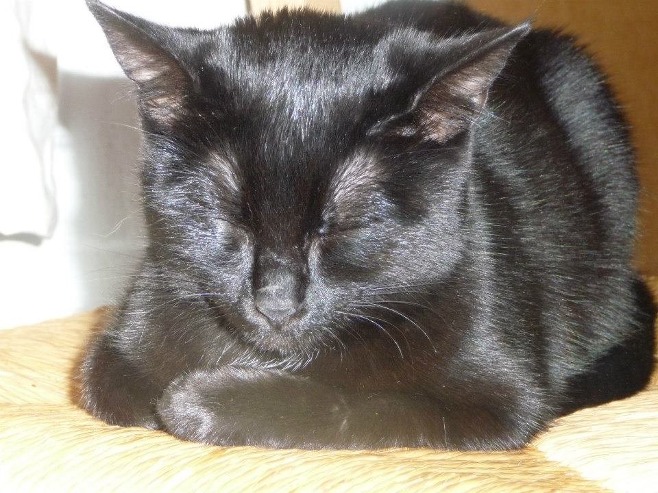 FrauPerla's tweet photo. Soso, #Weltkatzentag und ich warte noch auf meine neuen Herzchen. Stellvertretend ein Foto meines kleinen Teufelchens #RIPPixie https://t.co/kOBQU5R3QW