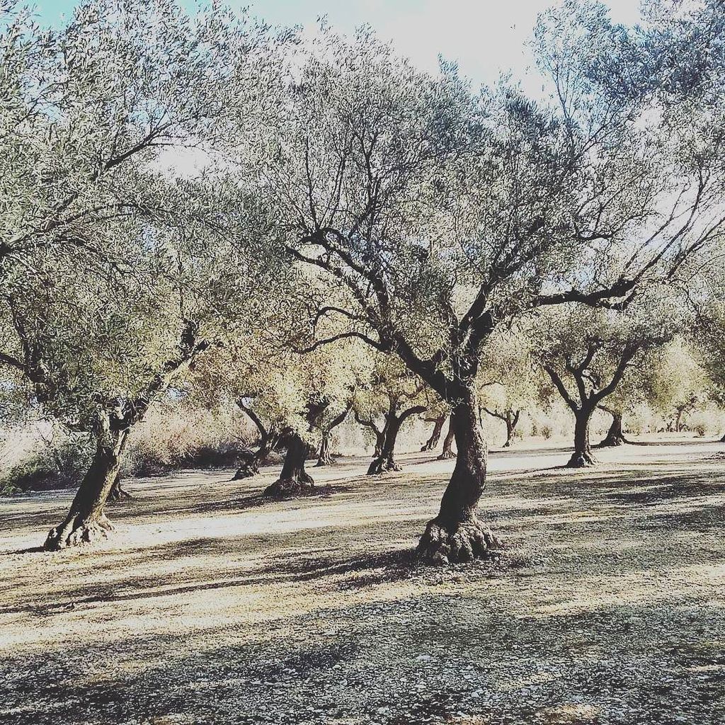 voiajacom's tweet photo. Hoy volvemos a #castellon #sanmateo con la #ruta de los #olivosmilenarios #olivos que no te dejara indifetente. Pa… https://t.co/IuauA7WJDM https://t.co/WFyW5xOXkz