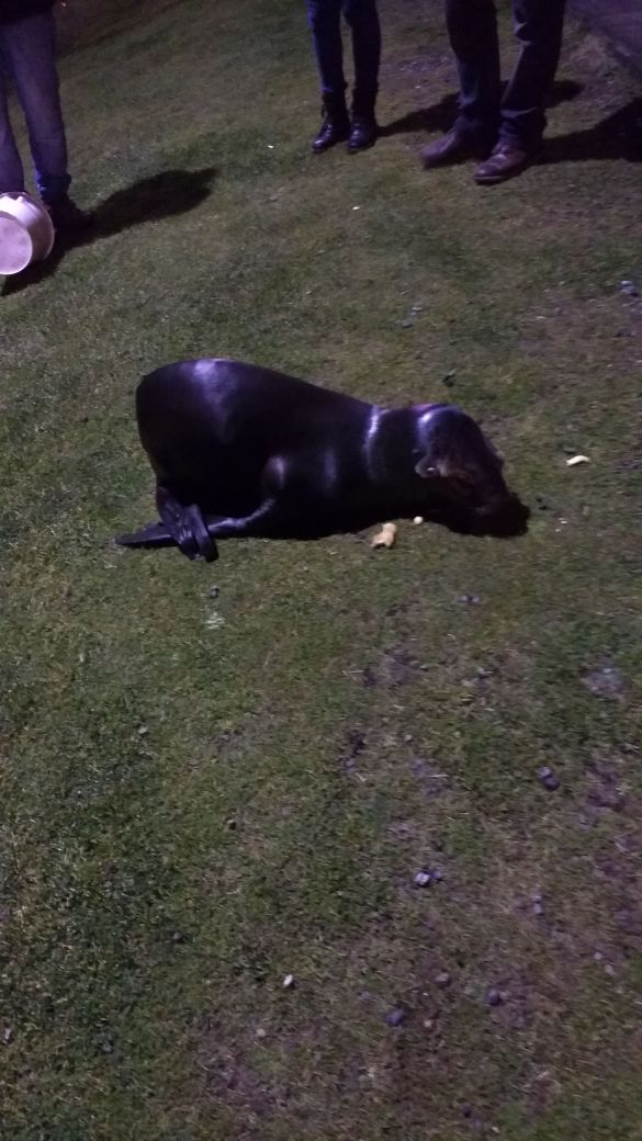 02:54am  Lobo de mar, desorientado en costanera de Pto Montt, altura monumento #Sentadosfrentealmar, se encuentra herido. AYUDA RT <a href="/biobio/">BioBioChile</a>