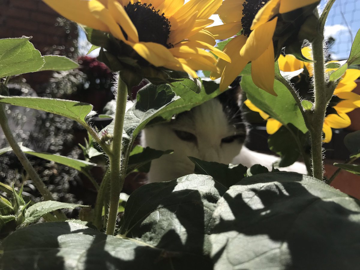 #weltkatzentag #worldcatday 😺