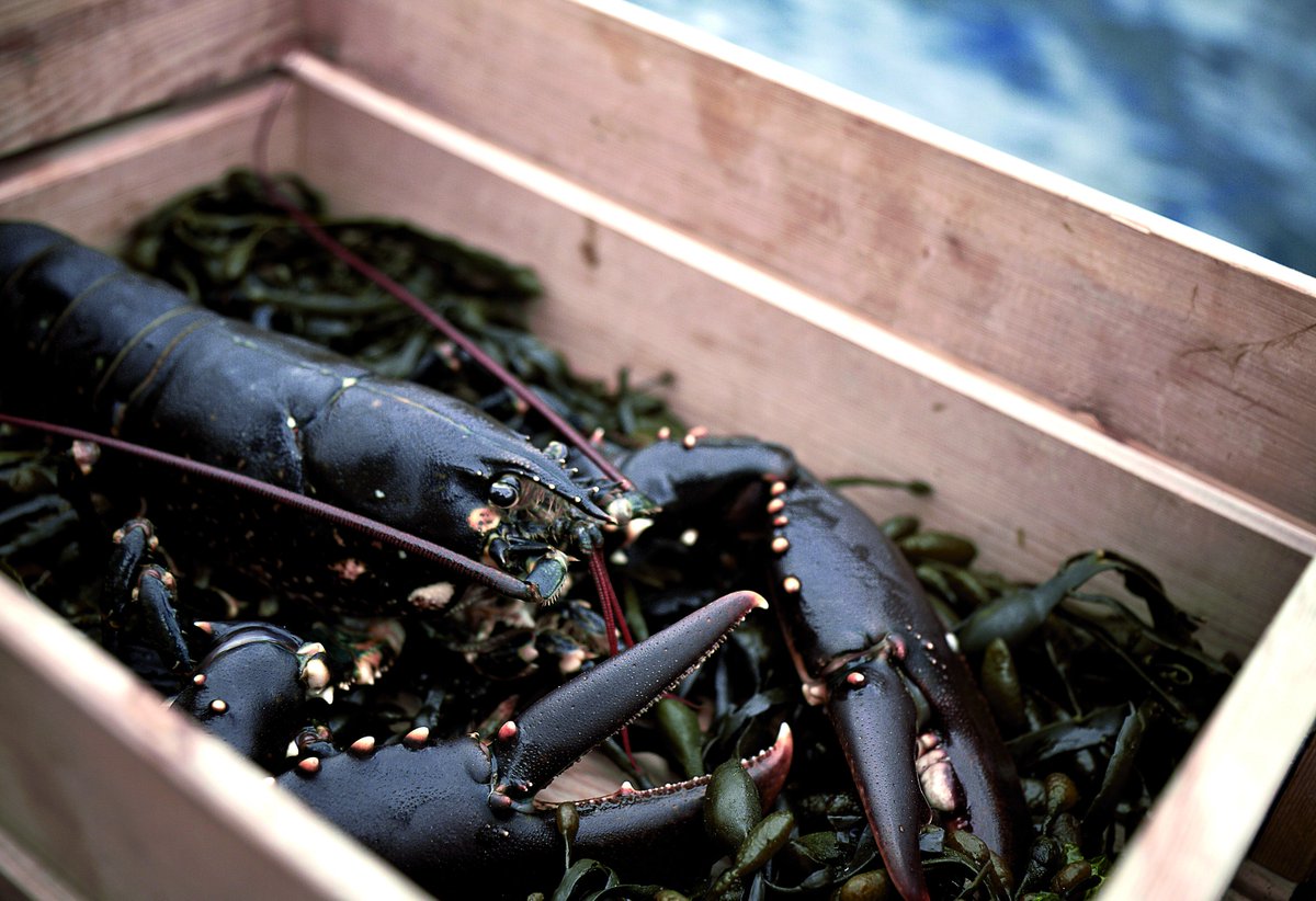 Hummerfiske! Krogshowen Wadman! Dags att boka julbordet! Läs mer i vårt senaste nyhetsbrev: gantrack.com/t/pm/138954418…  Foto: Jonas Ingman