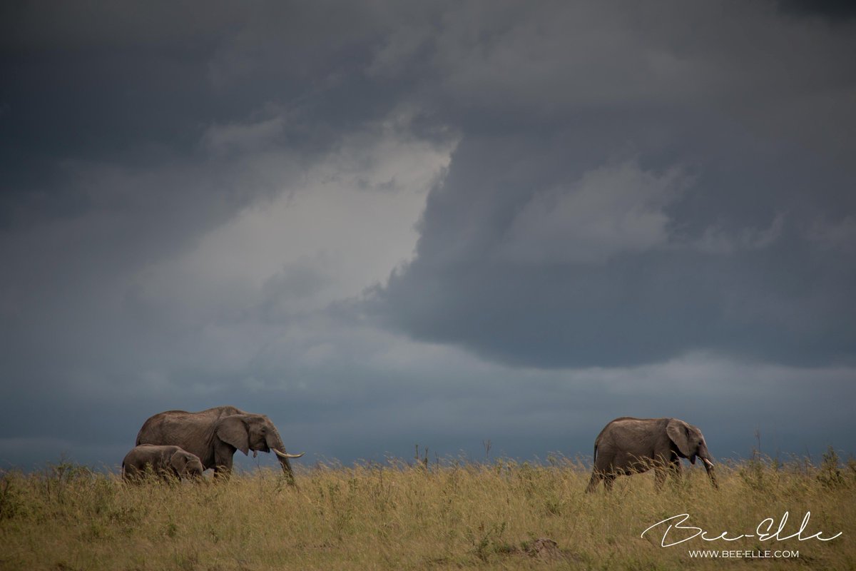 BeeElleWildlife's tweet photo. Wild and free, as they should be. #elephant #jointheherd #supportappendixi #dontletthemdisappear #knotonmyplanet https://t.co/EctMbFlGZv