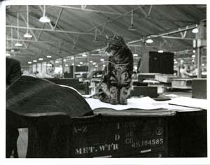 It's #InternationalCatDay 🐱! Meet Oscar, who was photographed when the Bank was evacuated to Hampshire during World War 2. #BoEArchive