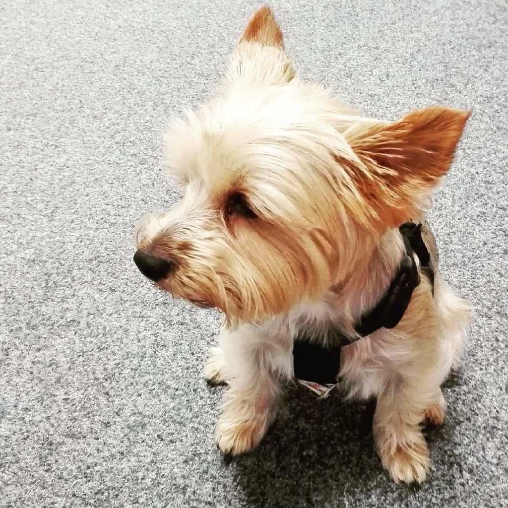 Dneska máme v Nekavárně pomocnici Žofinku!