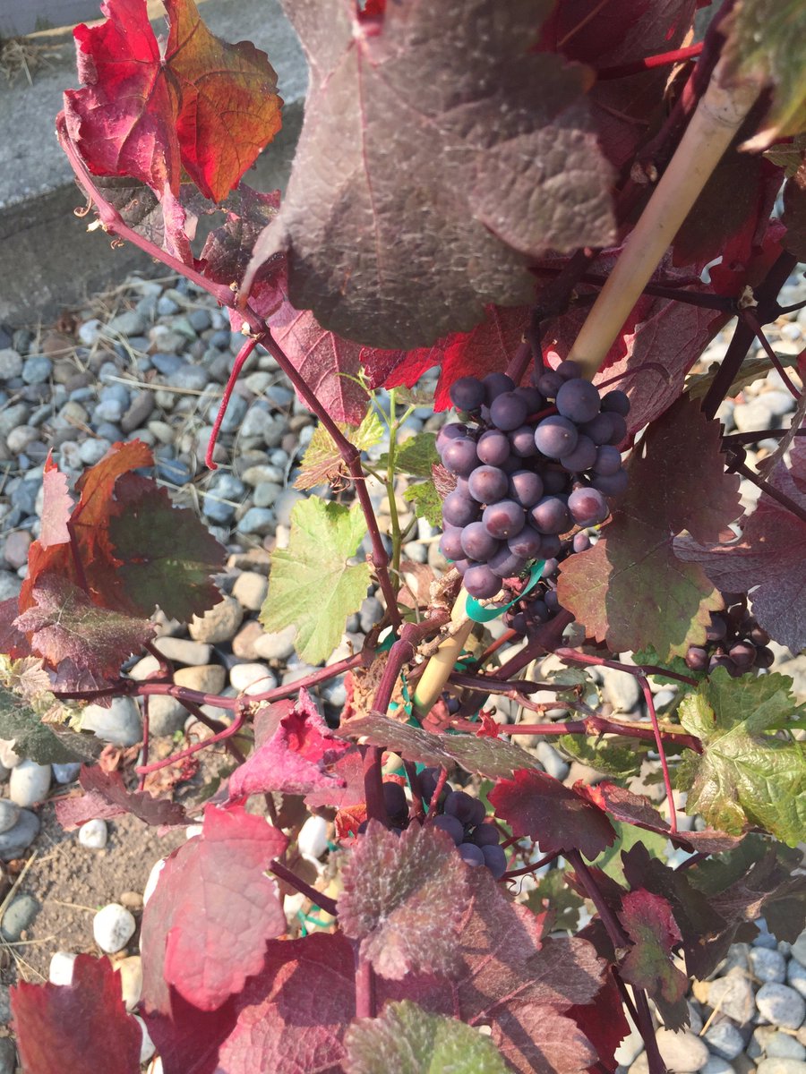 Sweet signs of life in the vine, growing in Western Washington. Our first backyard crop in the middle of Downtown!