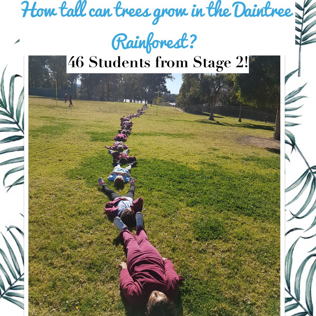 jasdemanincor's tweet photo. Ss wondered how tall do the trees grow in the Daintree Rainforest? We measured it out using the Ss themselves! @new71k @SackvilleStPS https://t.co/LQZ2iW6BeG