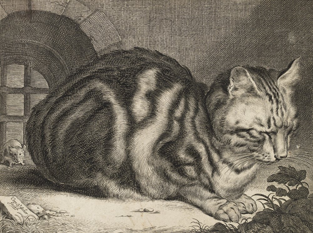 Happy #InternationalCatDay! This is a 1657 engraving by Cornelis Visscher of a large snoozing cat (and a cheeky little mouse!)