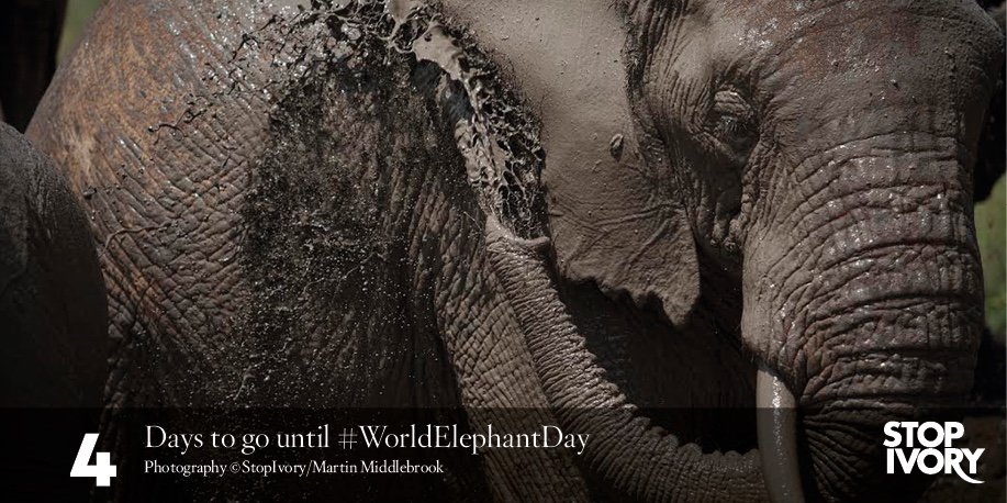 StopIvory's tweet image. Transparent inventory of government-held ivory stockpiles remains a central tenet of #Elephantprotection.#StoptheTrade #DontLetThemDisappear