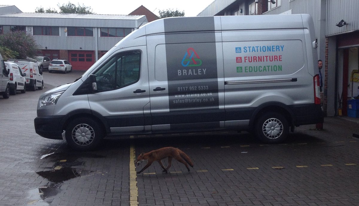 BraleyOffice's tweet photo. Benson the friendly neighbourhood #fox came and said hello to the Braley team this morning #Bristol #Nature https://t.co/lsfyeaGO4u