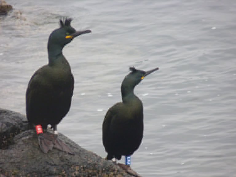 More good news! Isle of May Shag population moving in right direction. Blog updated:isleofmaynnr.wordpress.com